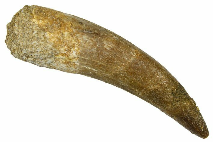 Fossil Plesiosaur (Zarafasaura) Tooth - Morocco #369984
